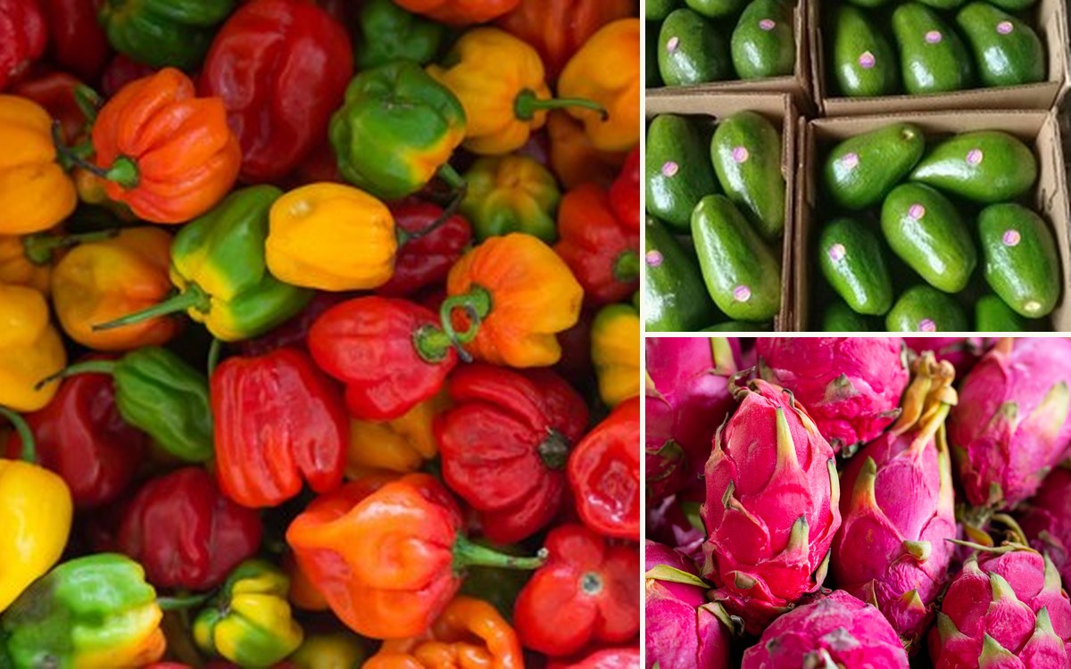 Domalpa product range — multi-color habanero peppers, green avocados in cardboard export boxes, and pink pitahaya