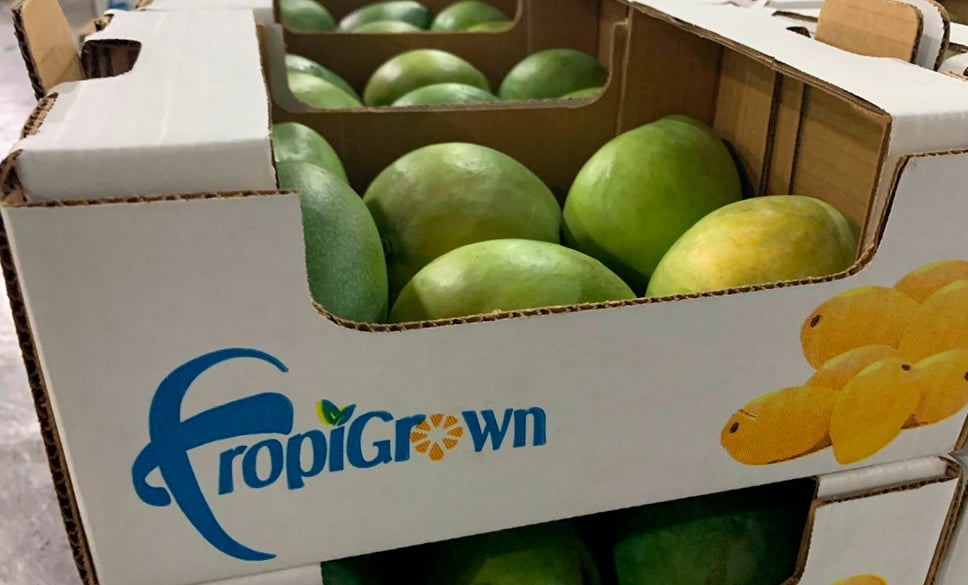 TropiGrown packing facility — branded mango crates ready for export from the Dominican Republic