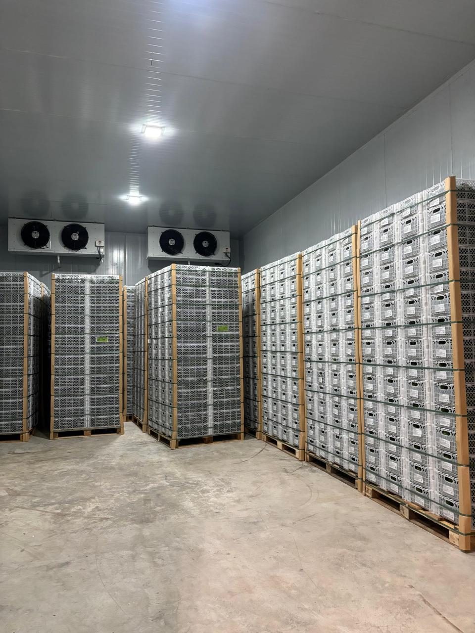 Palletized export cartons in cold storage, ready for shipment