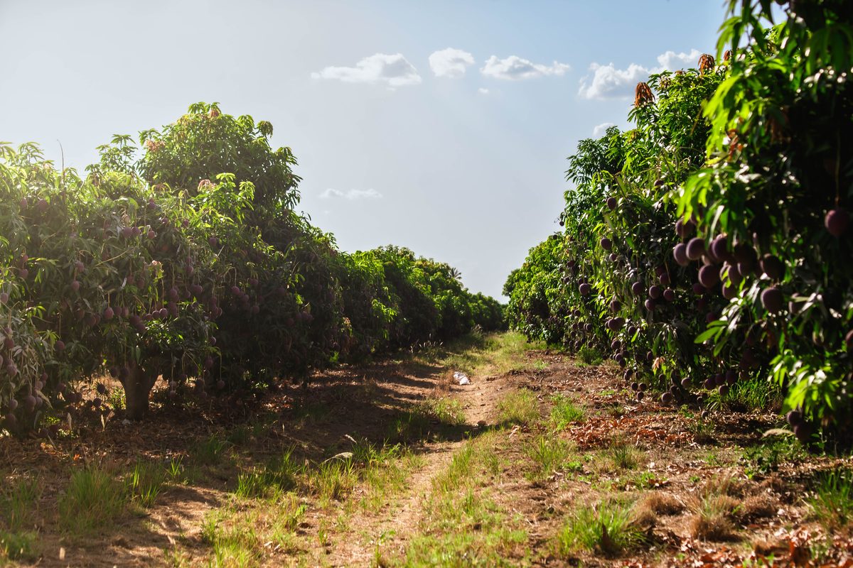 Mango orchard in the Dominican Republic, our producer network