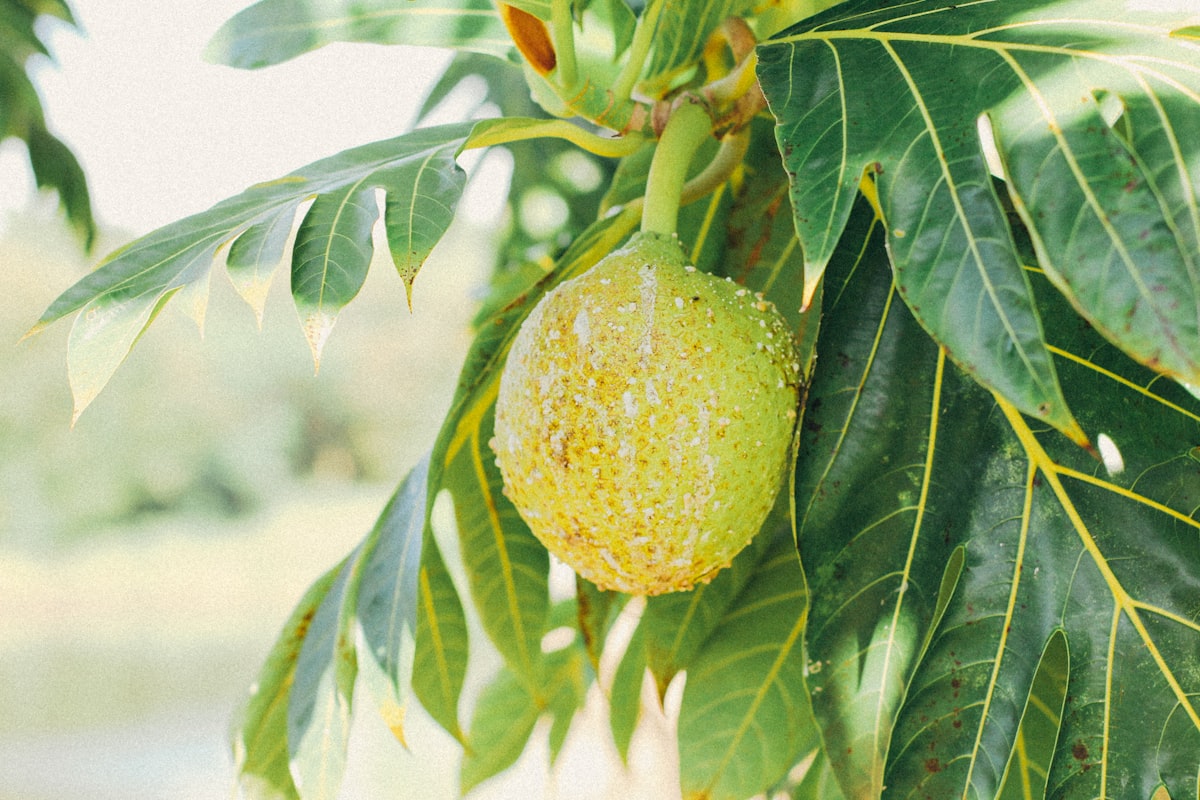 Fresh breadfruit (panapén)
