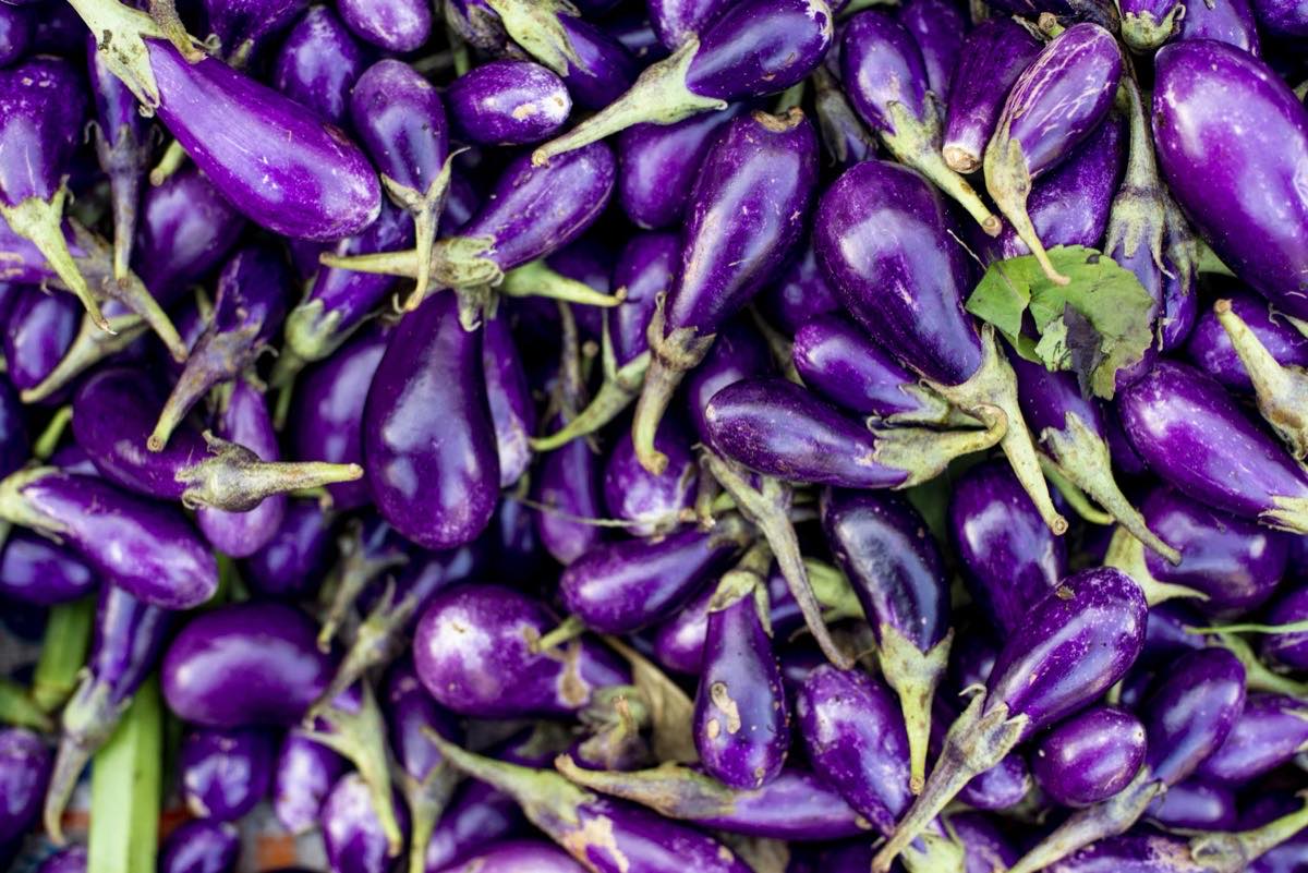 Indian eggplant, small round deep purple baby brinjal harvested immature with calyx attached