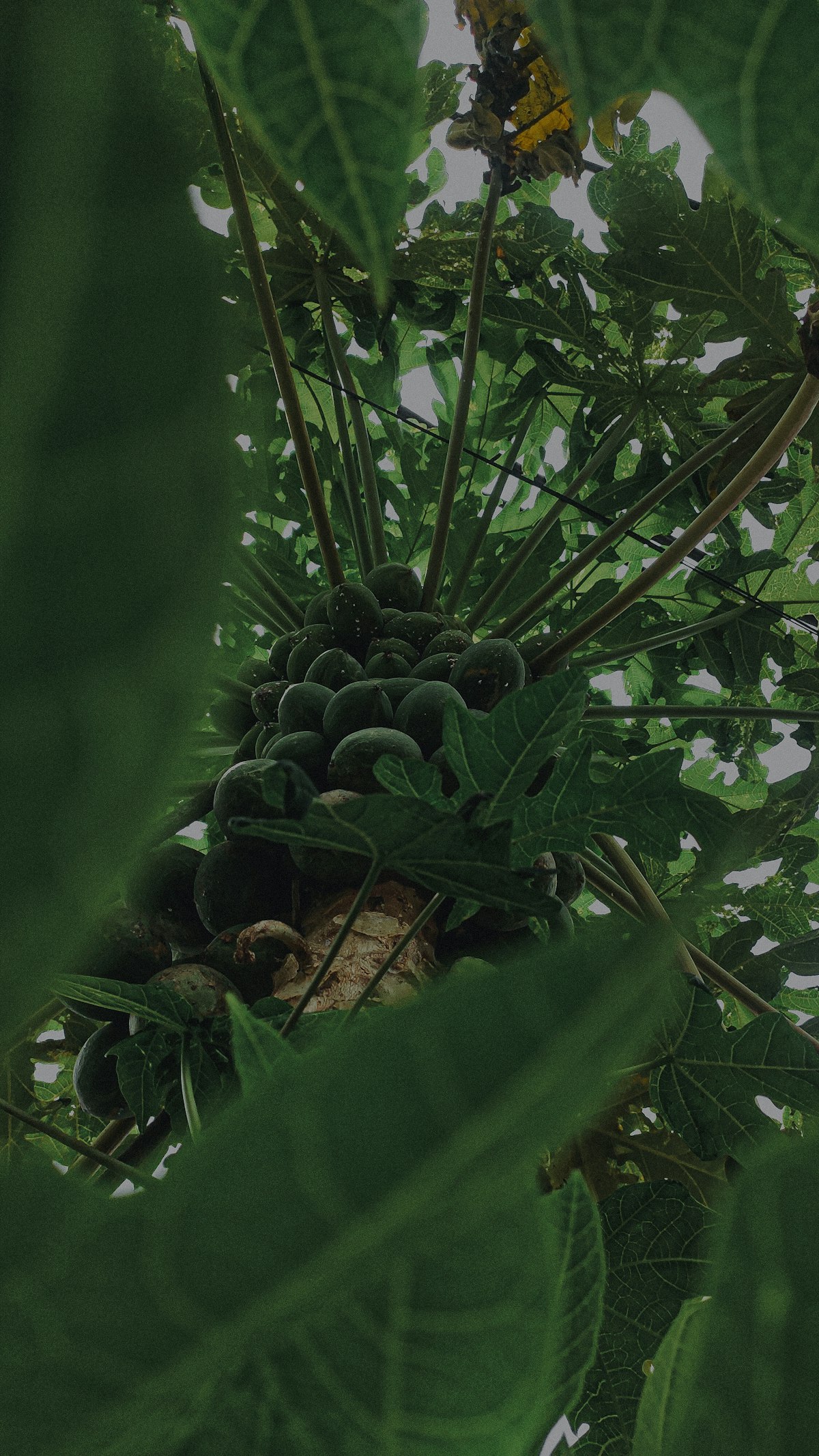 Fresh green papaya