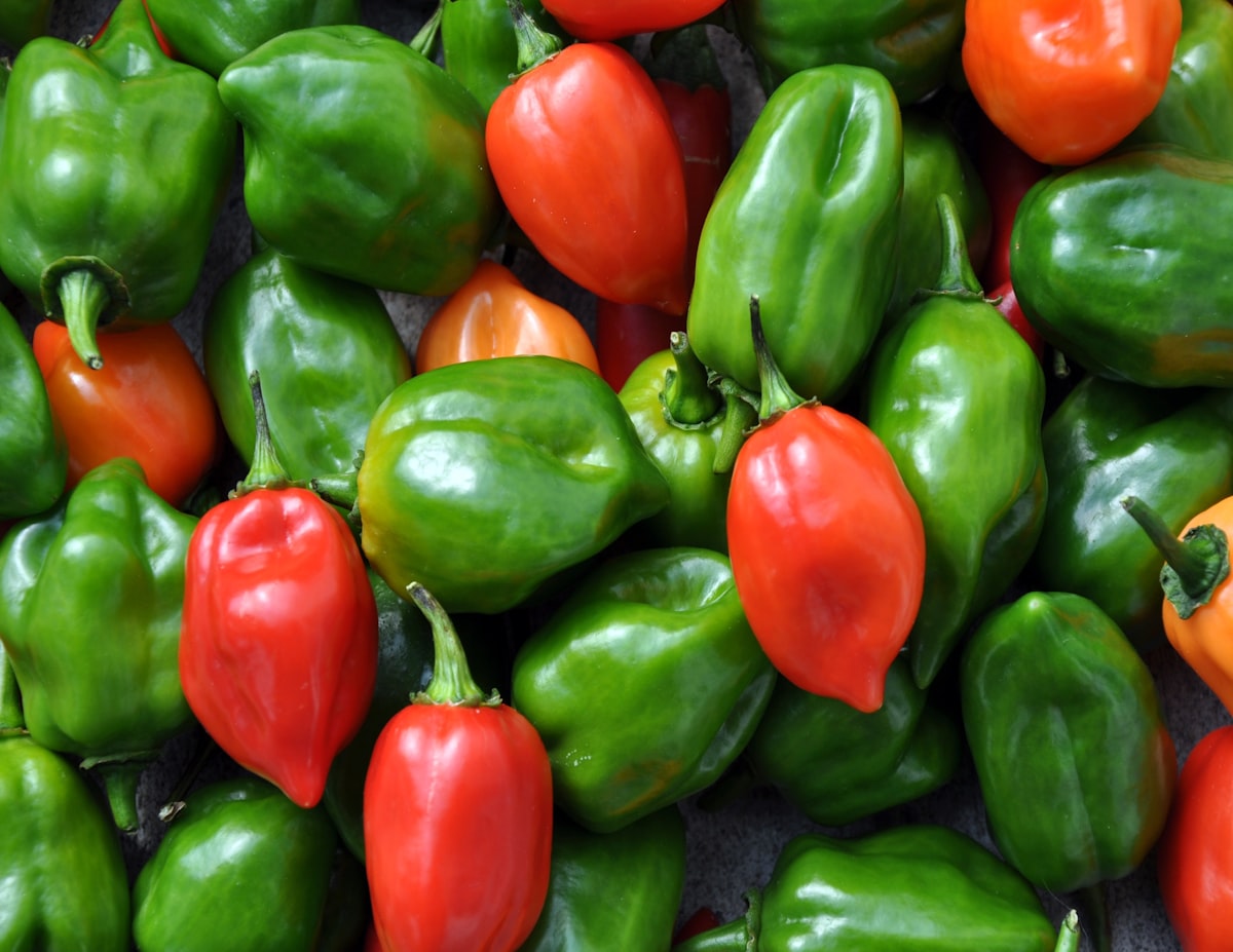 Fresh orange habanero peppers