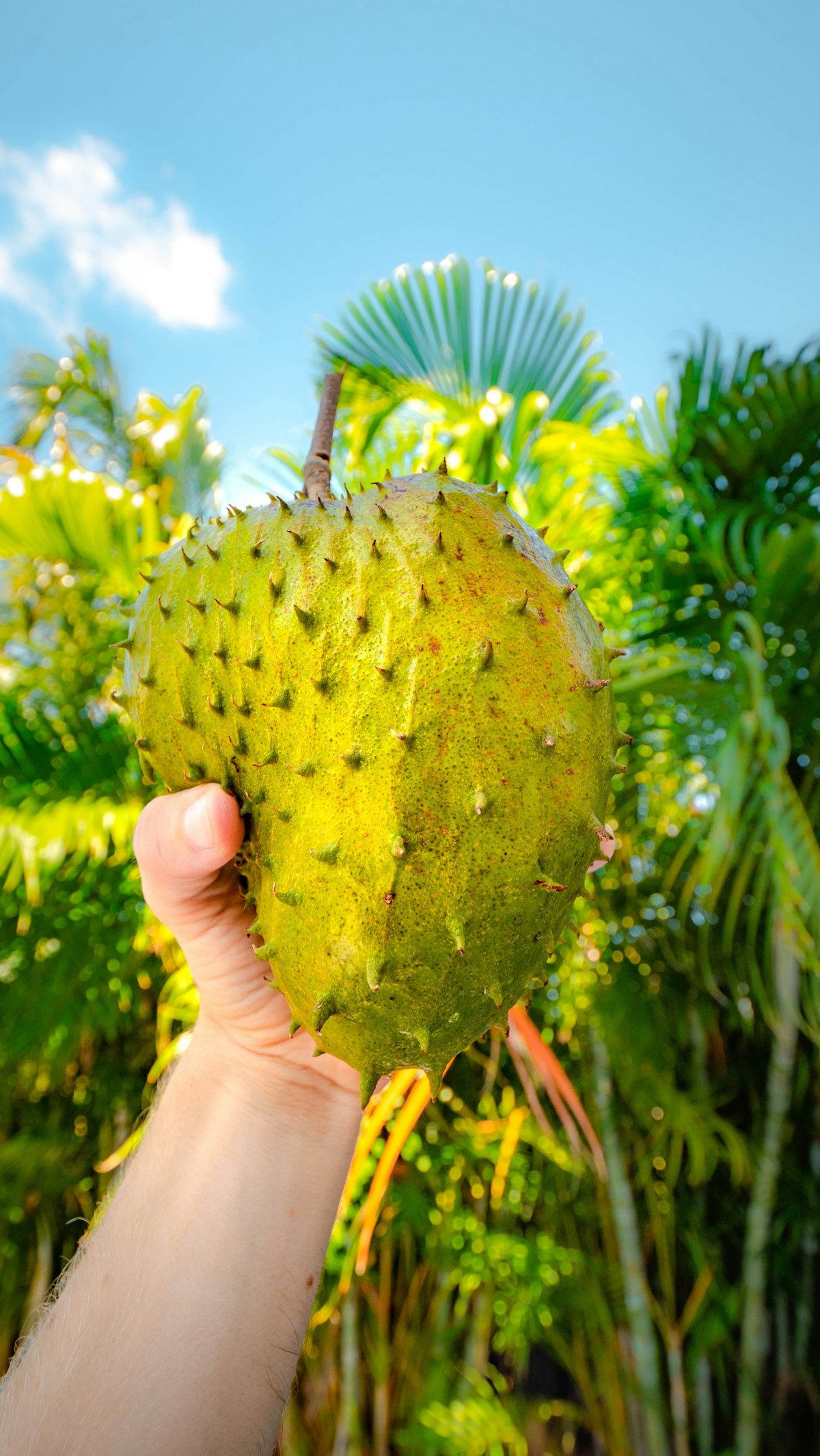 Fresh soursop (guanábana) fruit